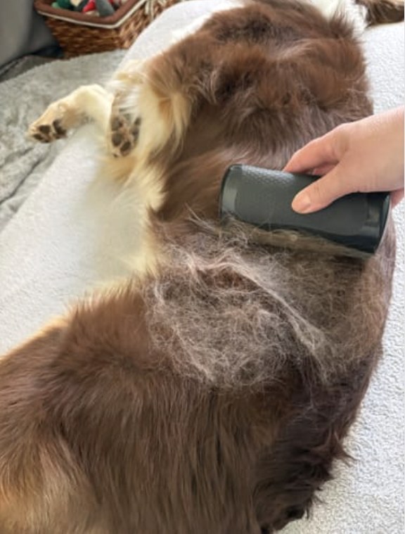 Pelsfri fjerner løs underull fra en langhåret hund